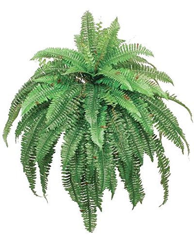 Silk Boston Fern