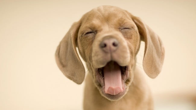 Picture of Dogs | Home Puppies HD Wallpaper Backgrounds Free