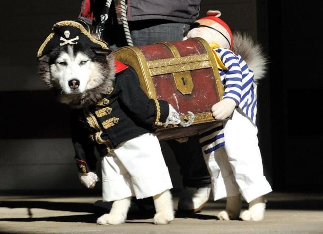 Amazing Dog Costume: Two Pirates Carrying Treasure (pic)