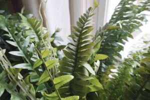 Silk Boston Fern Review