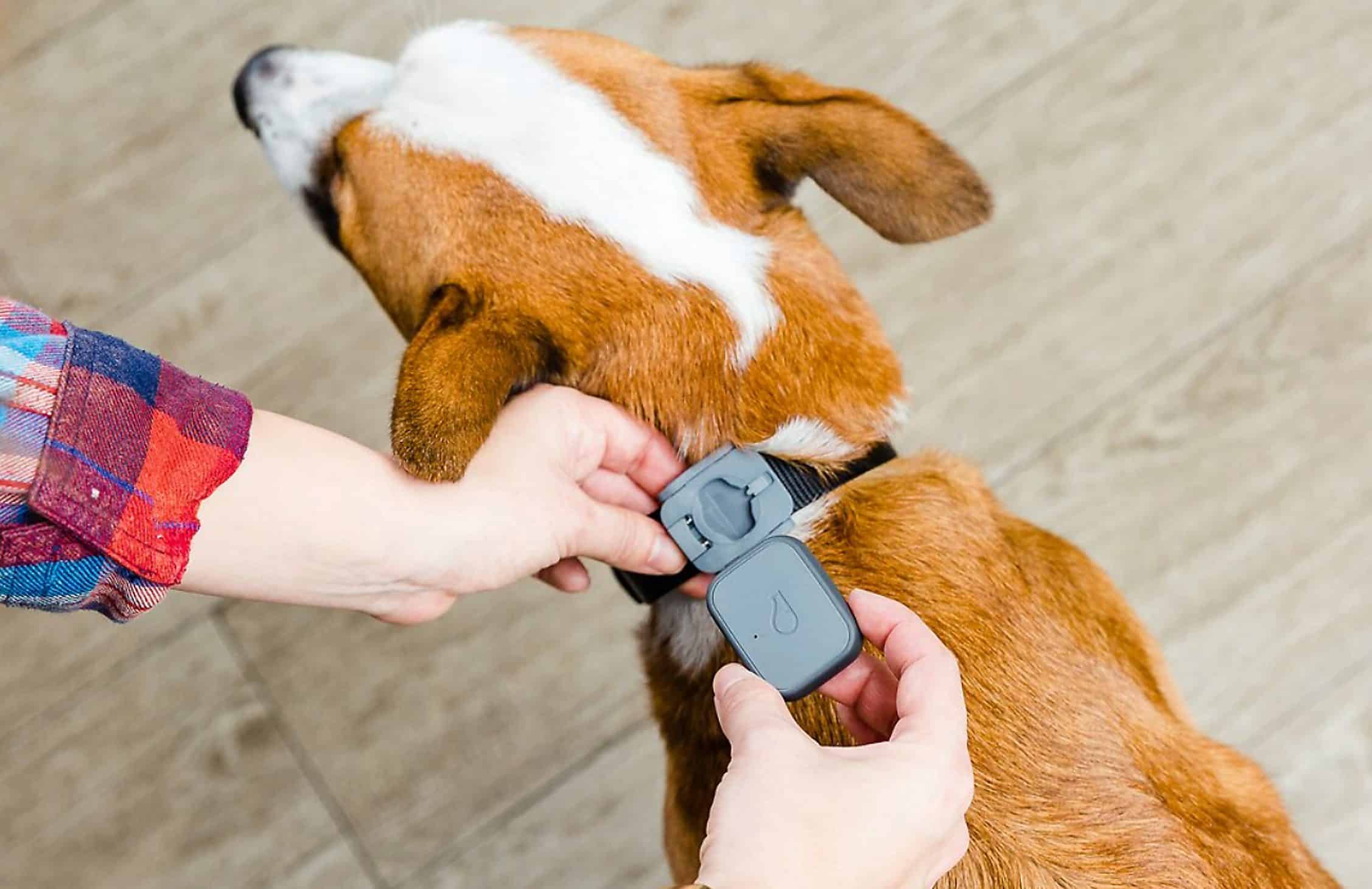 Whistle 3 GPS Pet Tracker  Review