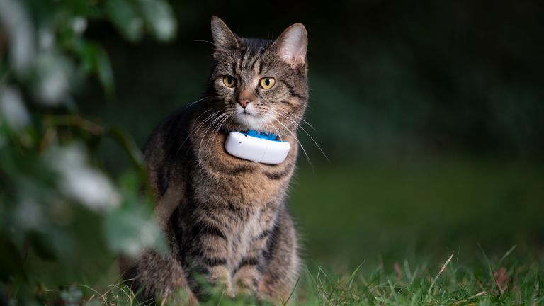 10 Best Cat GPS Trackers in 2024