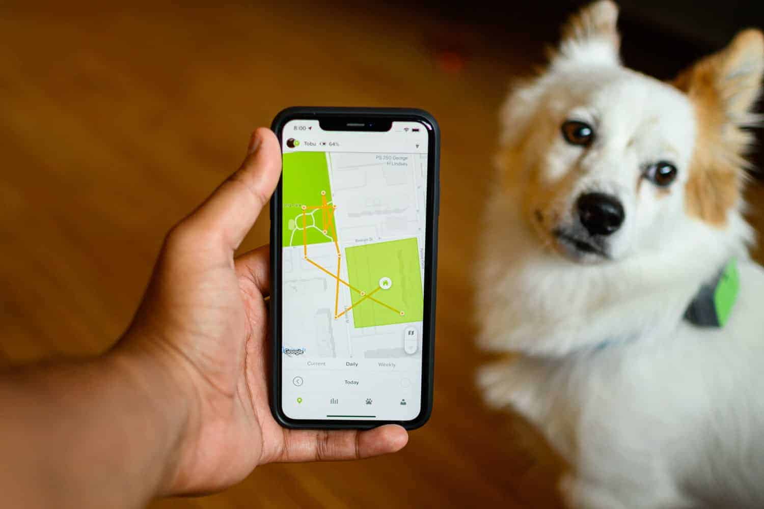 10 Best Dog GPS Trackers in 2024