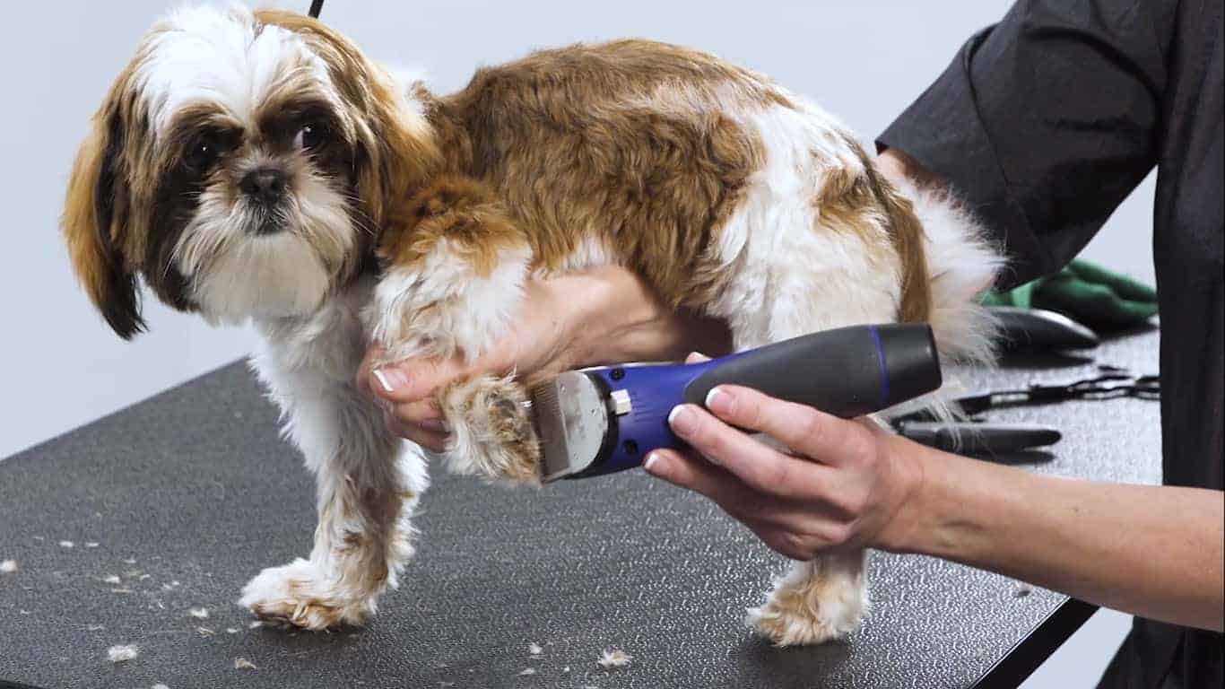7 Best Grooming Clippers for Pets in 2024