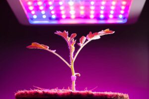 Best Grow Light For Indoor Plants